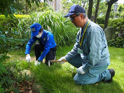 芝草の除草作業